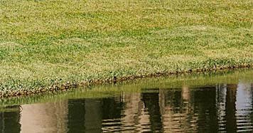 Florida Shoreline Restoration