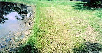 Florida Golf Course Shoreline Restoration